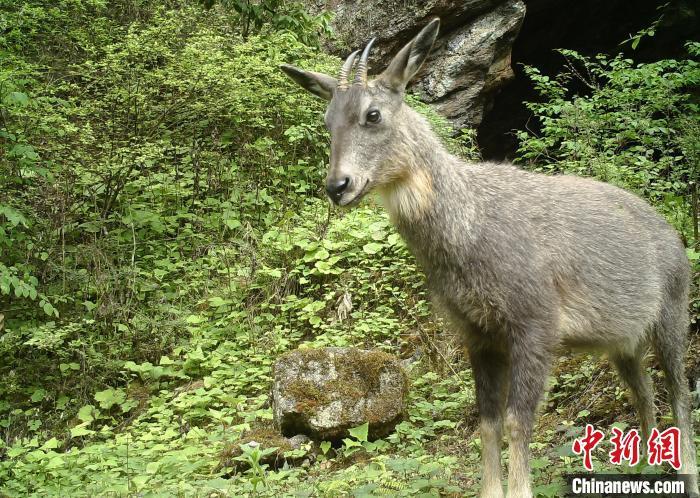 画毛毛虫野心凛园区大熊猫德阳背后局