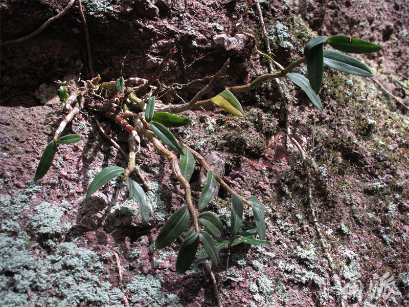 宁波野生铁皮石斛生长在悬崖上的仙草