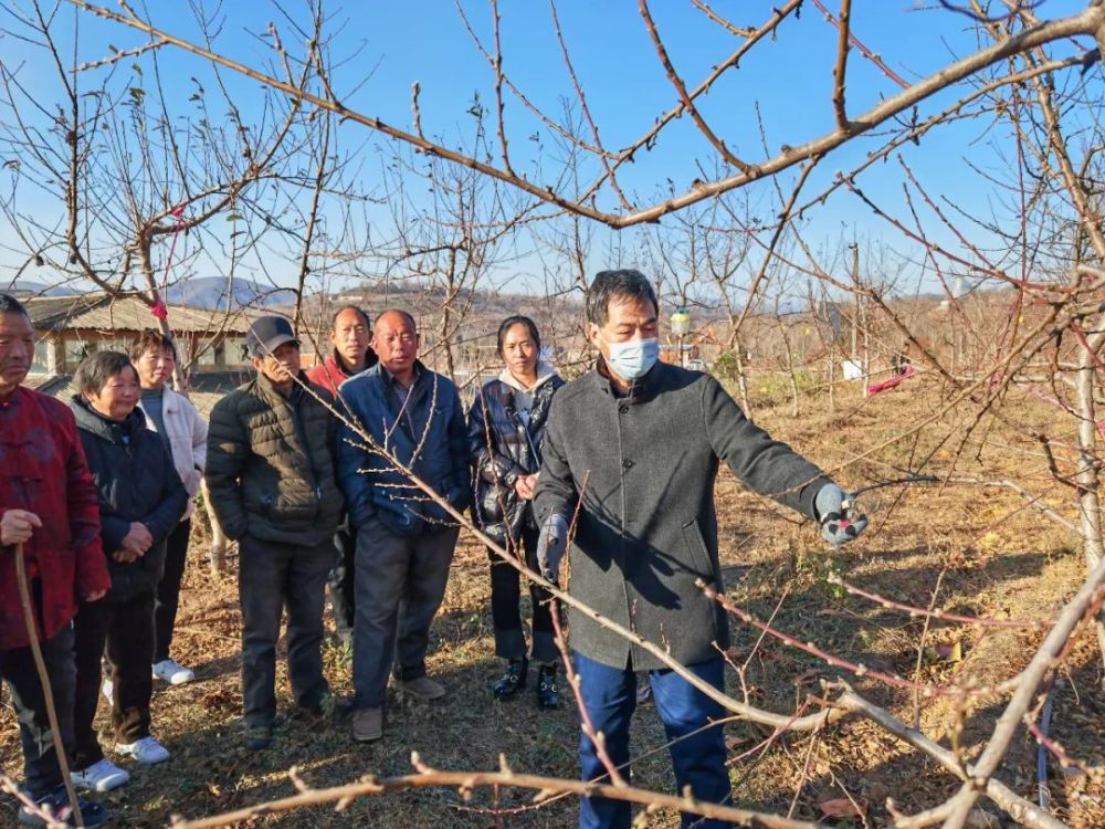 河南科技大学杨英军教授到黄河神仙湾讲解桃种植栽培技术