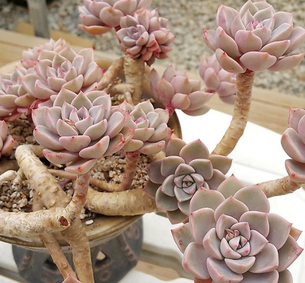 养不好多肉,试试养一株红粉佳人,叶片粉嫩养成小老桩,适合新手