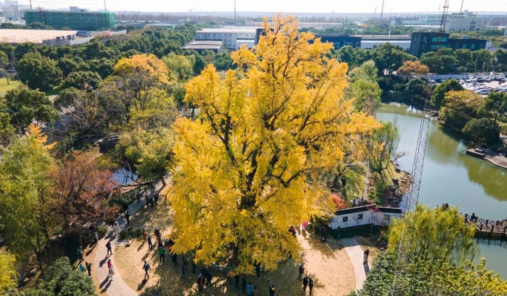 一年等一回!嘉定这棵千年银杏已换装