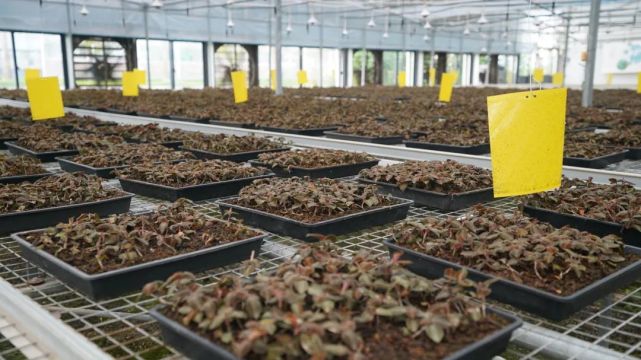 金线莲种植(金线莲种植骗局揭秘)