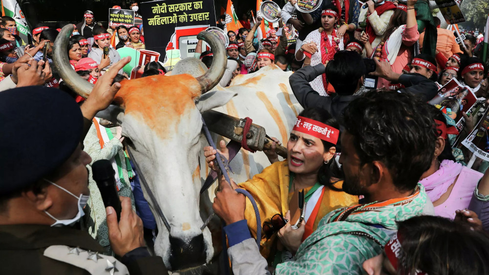 印度反对党抨击莫迪政府未经讨论就废除农业法,在圣雄甘地雕像前抗议