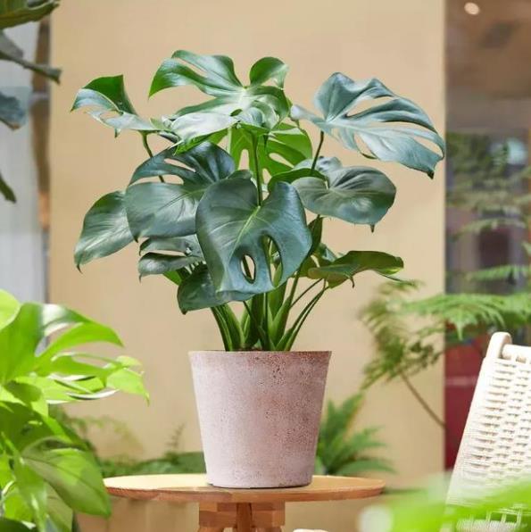 卧室养花,首选这3款,净化空气颜值高,摆上两盆睡觉香