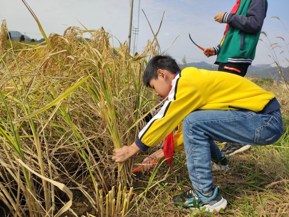 种植水稻是该校科技新苗计划2021年的主要课题,由6名高年级学生组成.