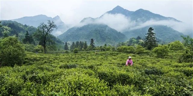 普定隽永茶叶（金瓜沱茶是什么茶） 普定隽永茶叶（金瓜沱茶是什么茶）《金瓜普洱沱茶》 茶叶资讯