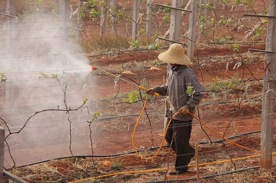 清园神器石硫合剂的使用技巧你都掌握了吗这样做才对