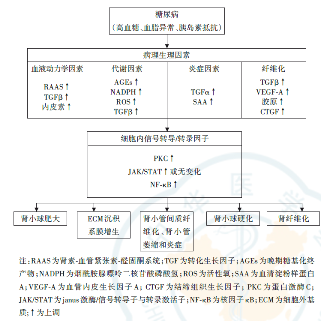 速讀|糖尿病腎臟疾病早期預測與診斷專家共識