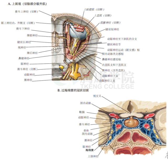 神經解剖學|眶部的神經(二)