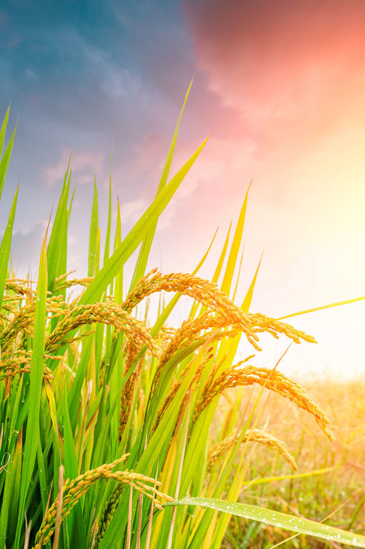 麦穗图片 实物图 背景 图片