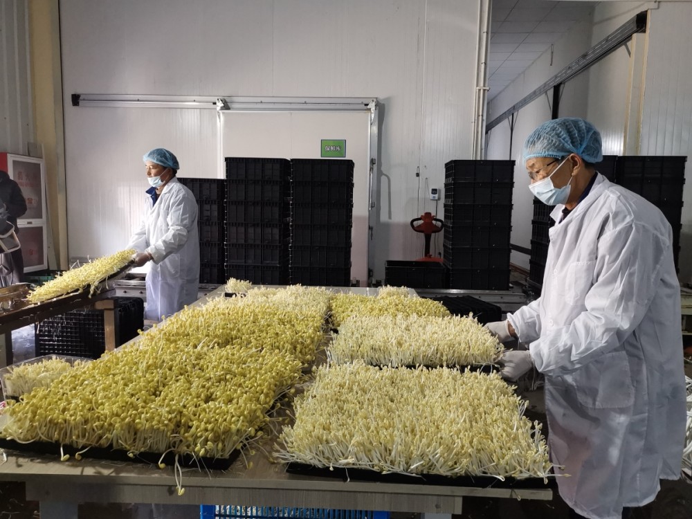 日产最高5吨宁波实现豆芽工厂化栽培