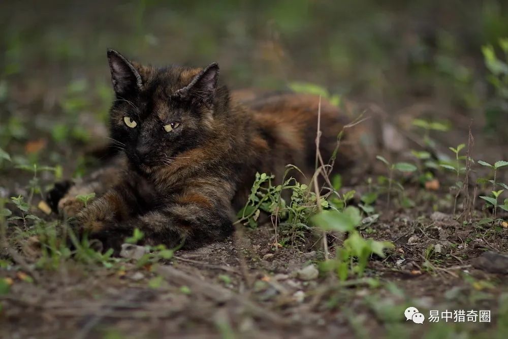 易中猎奇猫跳尸尸必起猫为什么不能接近死人