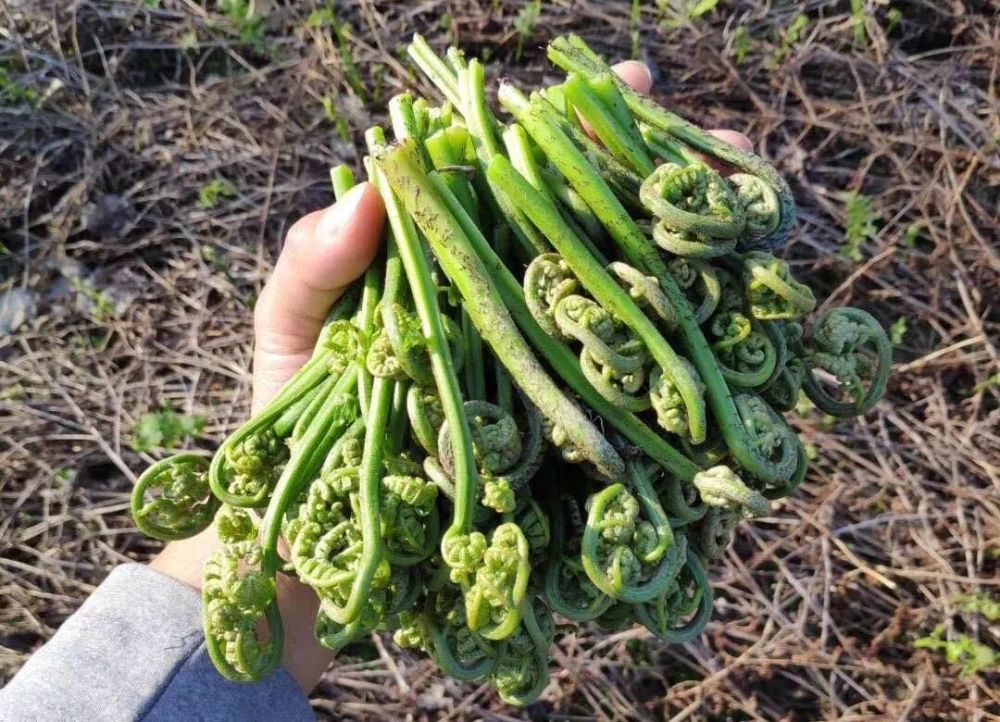 农村10种常见野菜到春天就长出来你吃过几种不要错过采摘期