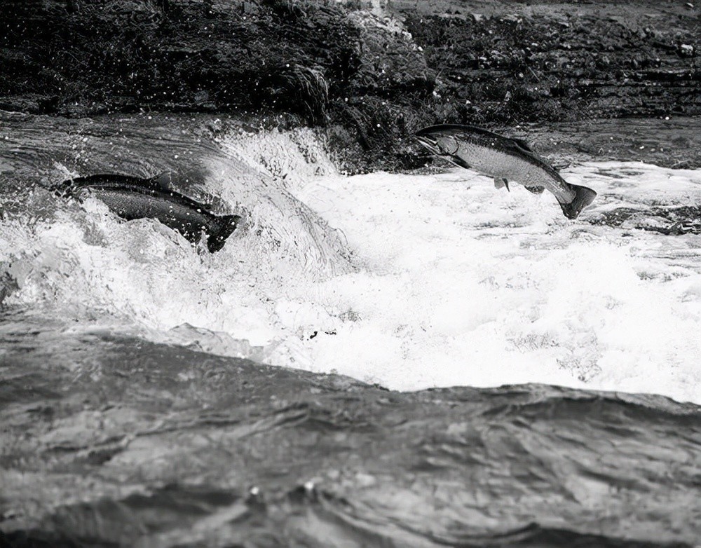 逆流而上的最后都被浪潮所吞没.