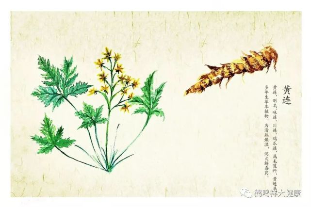 每周一味中草药黄连