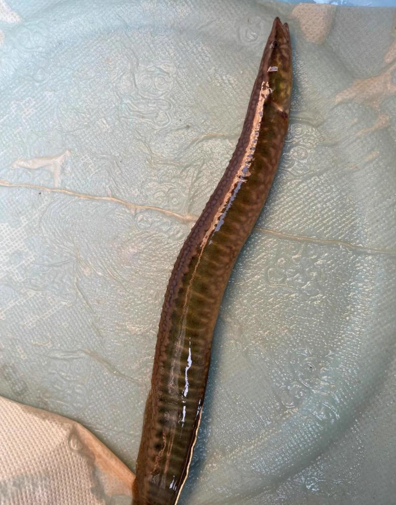 岳阳钓友在河边发现大量刀鳅捉了几十条网友发了120一斤