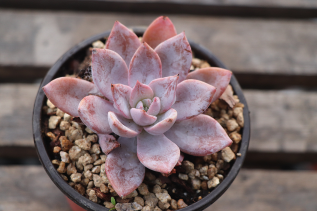 "广寒宫杂杜里万"景天科拟石莲花属多肉植物,中型种,园艺杂交品种