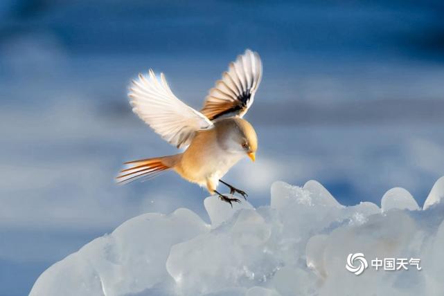 冰雪中的小精灵黑龙江大庆文须雀可可爱爱