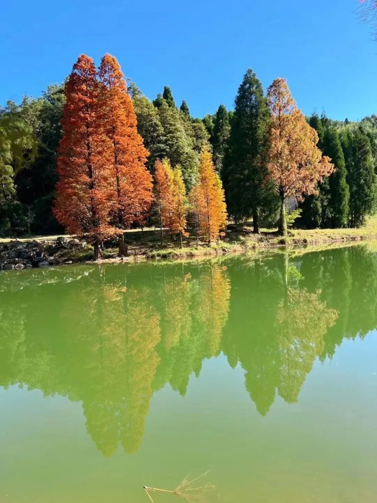 近日非常火的網紅景點鹿湖頂遊人如織塞車嚴重今天上山道路上鎖了