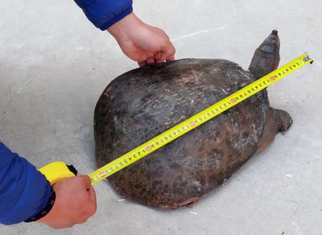 嘉定新泾河发现半米长6公斤重的大甲鱼