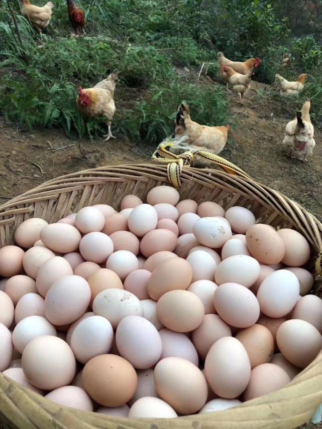 儿媳怀孕婆婆送来90斤肉150个土鸡蛋,怀孕期间到底该怎么吃?