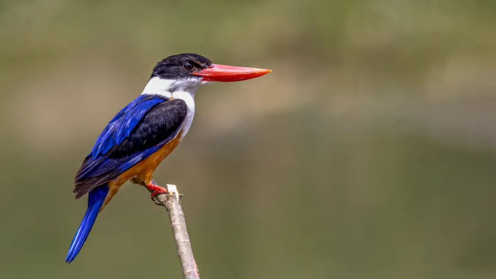 山西鸟类图鉴蓝翡翠