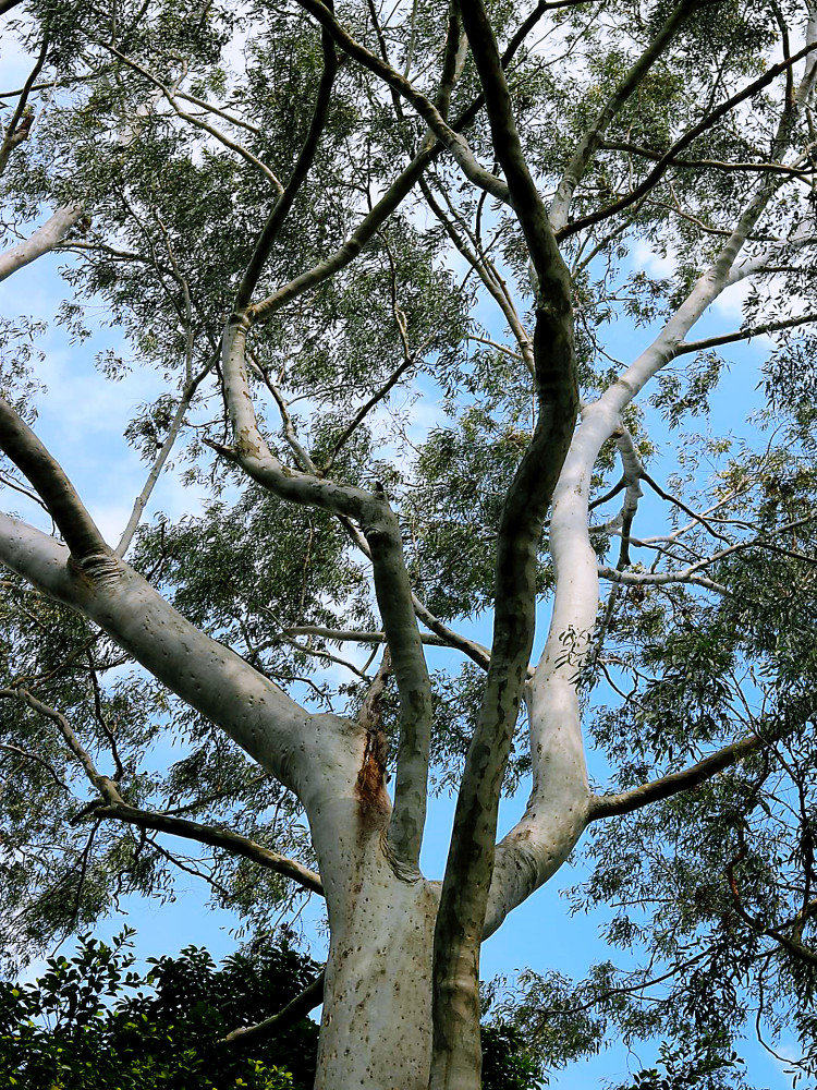 桉树(桉树对人体有哪些危害)