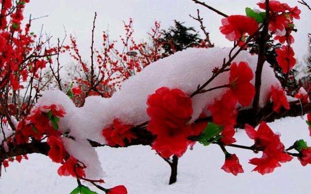 已是十二月，一场大雪过后，京城彻底进入了冬季的节奏。