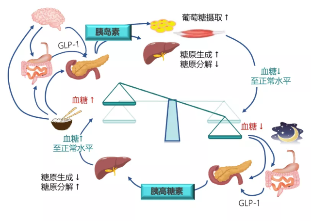 葡萄糖激酶gk血糖穩態的指揮家為健康獻上一曲交響樂