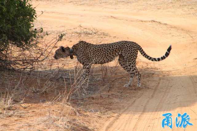 行者无疆|徜徉在东非大草原:丛林法则