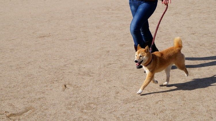 柴犬适合新手养吗?