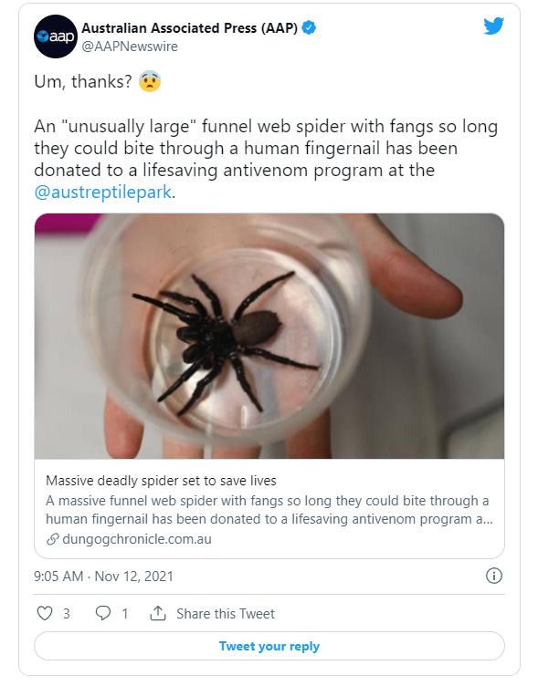 澳大利亚爬行动物公园近日获赠了一只巨大的漏斗网蜘蛛(funnel-web