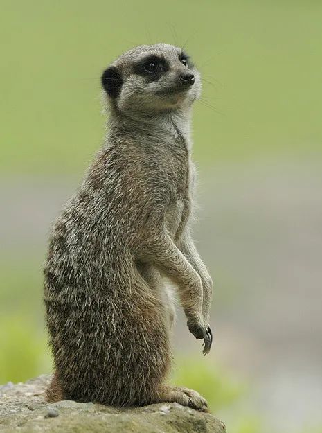 摩登动物小剧场狐獴真的会主动培养幼崽学习吗