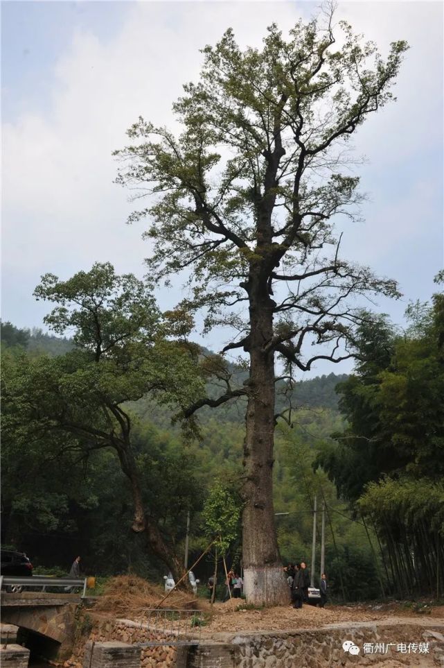 在衢州这座“世界长寿之都”，有着上万棵“神仙”树～最久的1500多年！_腾讯新闻