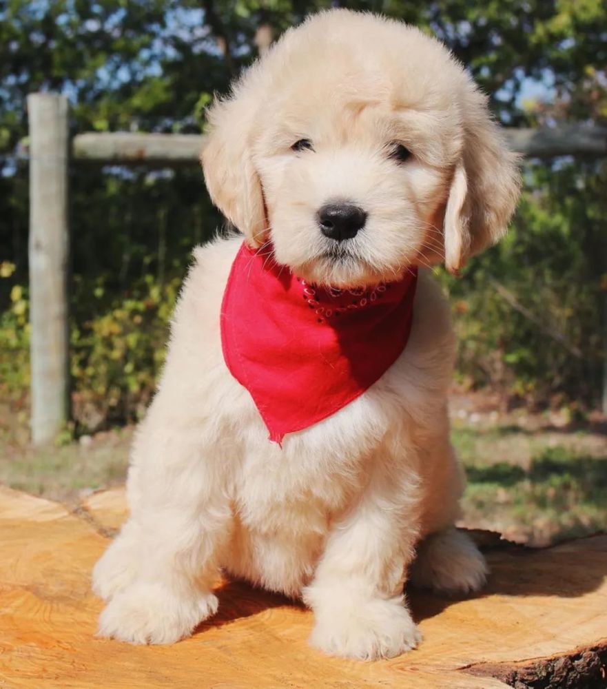 铲屎官抱回去一只小萌狗,养了一段时间后惊了:怎么变得这么大!