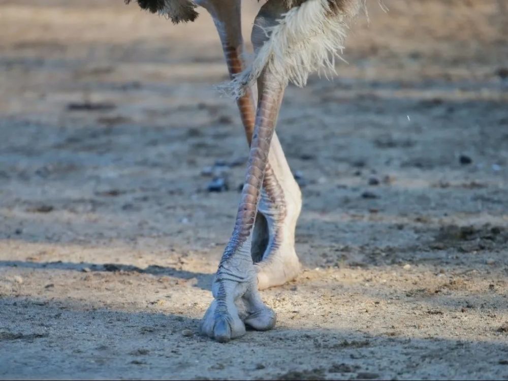 非洲鴕鳥的jio丫 鴯鶓只有3根腳趾