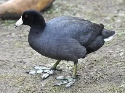 白骨顶的jio丫(图片源自网络)当然,除了足蹼,腿的位置也会影响水鸟的