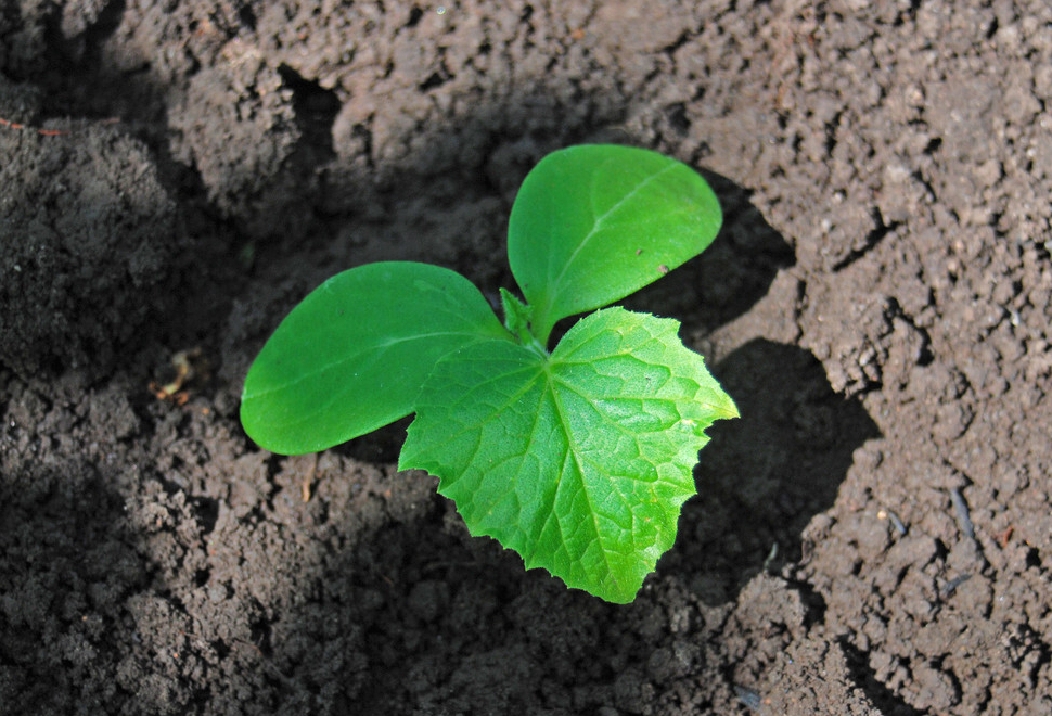 1,低夜温信号:如果子叶在生长过程中出现下垂,则说明夜间环境温度偏低