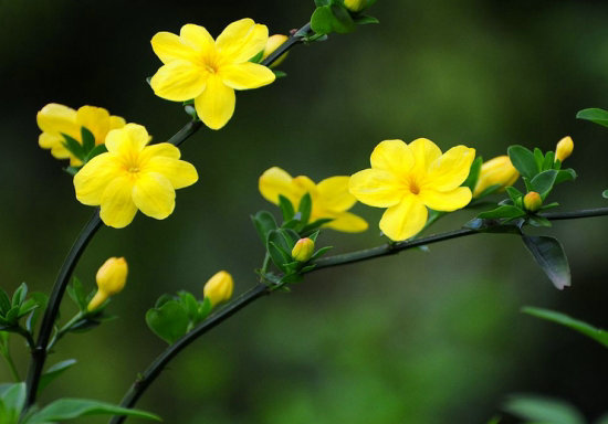 雪中四友之春之使者——迎春花