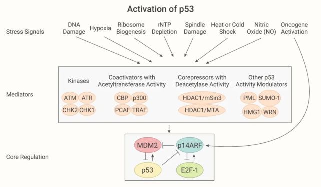 p53 与铁死亡有关?nature 解锁新机制|medchemexpress