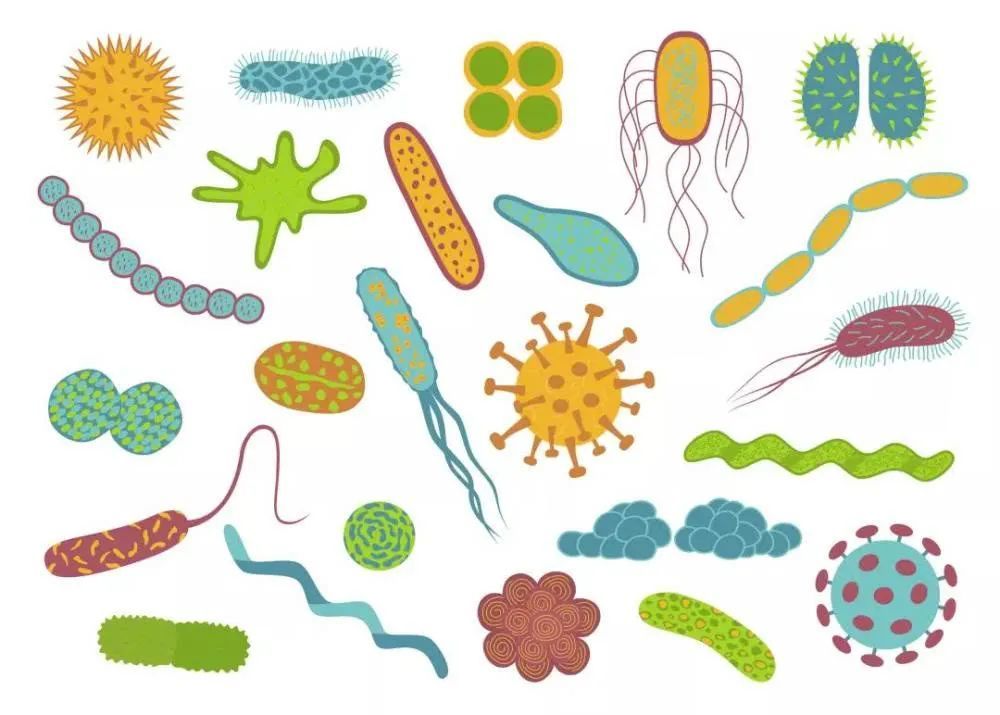 cell子刊在腸道微生物組中加入一種細菌可增強抗腫瘤免疫