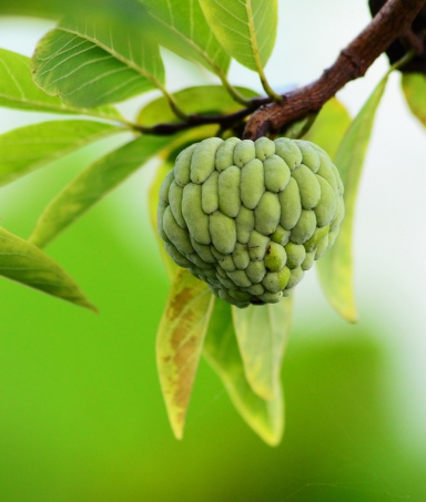 林檎,外观奇特似佛像头饰,为数不多因太甜被"嫌弃"的水果|云南|番荔枝