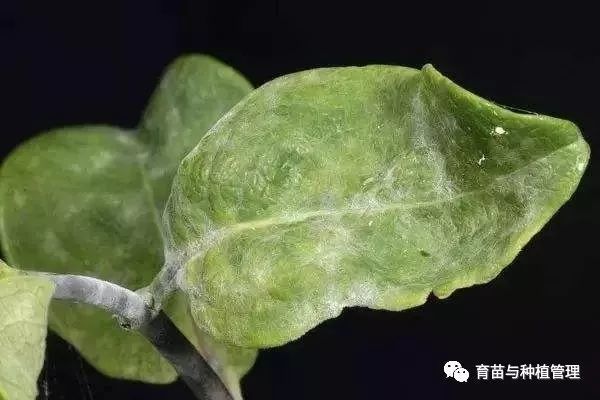 發病初期可使用吡唑醚菌酯,枯草芽孢桿菌,乙嘧酚等合理搭配交替輪換