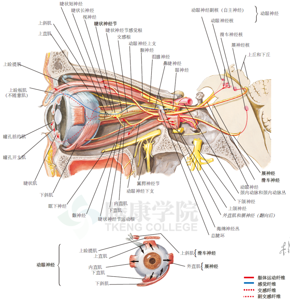 神经解剖学 眼外肌的神经(iii,iv,vi)支配和睫状神经节:与眼的关系