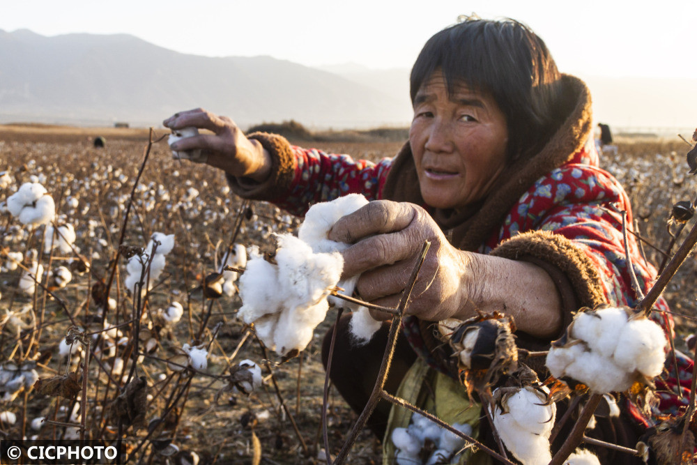 山西运城:冬季棉花忙收获