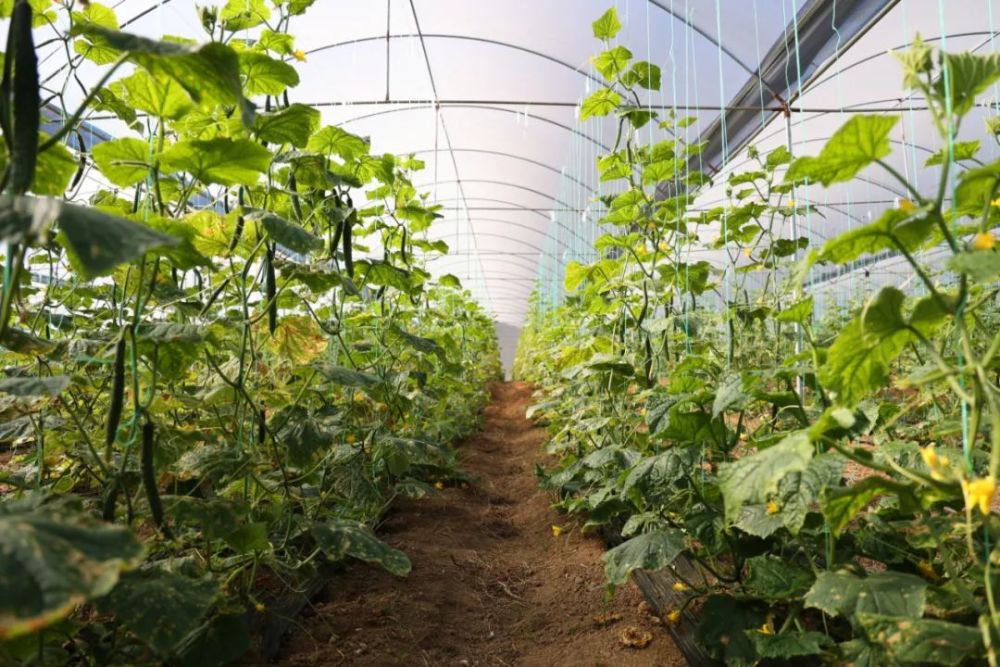 大棚果蔬促增收美好愿景种出来