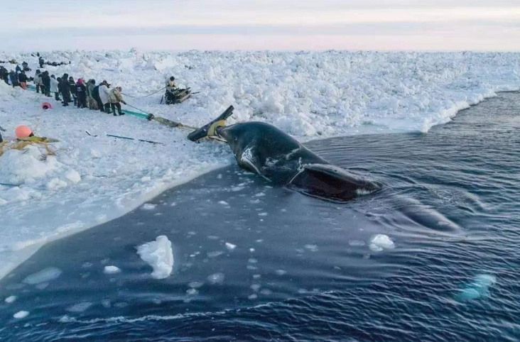 日本人捕杀鲸鱼追到南极不是为了吃肉背后隐藏的阴谋已曝光