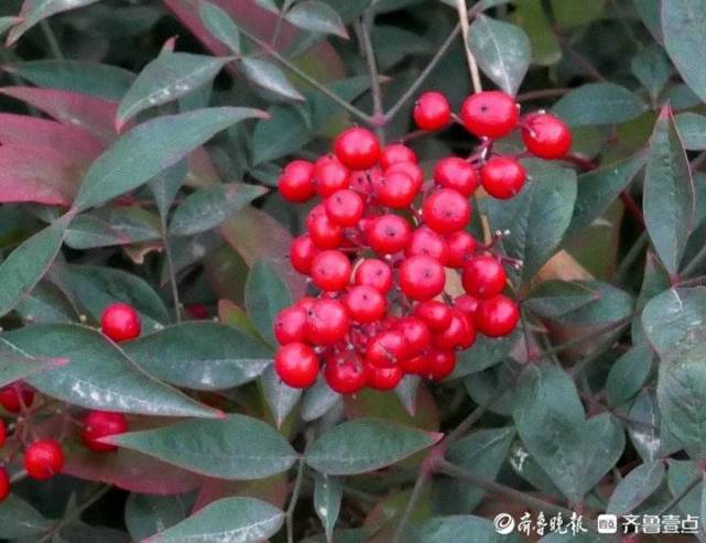 初冬济南泉城公园最靓的红豆红彤彤活力十足