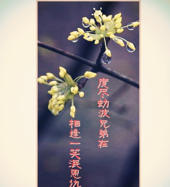 "相逢一笑泯恩仇"咋一看是金庸所作,实际却是鲁迅为日本人所写