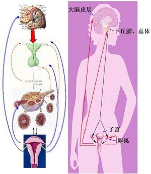 我们知道排卵和月经周期受下丘脑-垂体-卵巢性腺调节轴的调节.